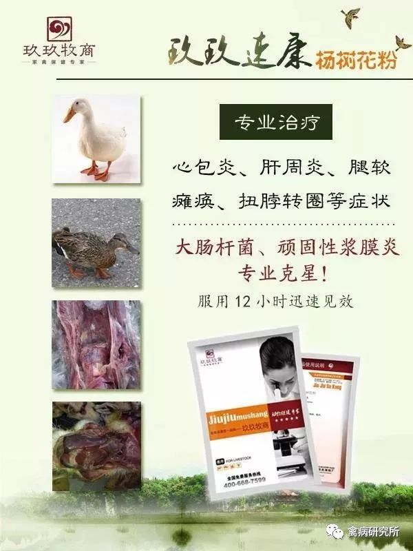 鹅腿软瘫痪怎么补救,鹅腿瘸了用什么药治疗