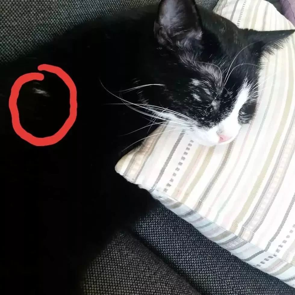 猫咪10种常见病图片,猫咪得了怪病咳嗽不止