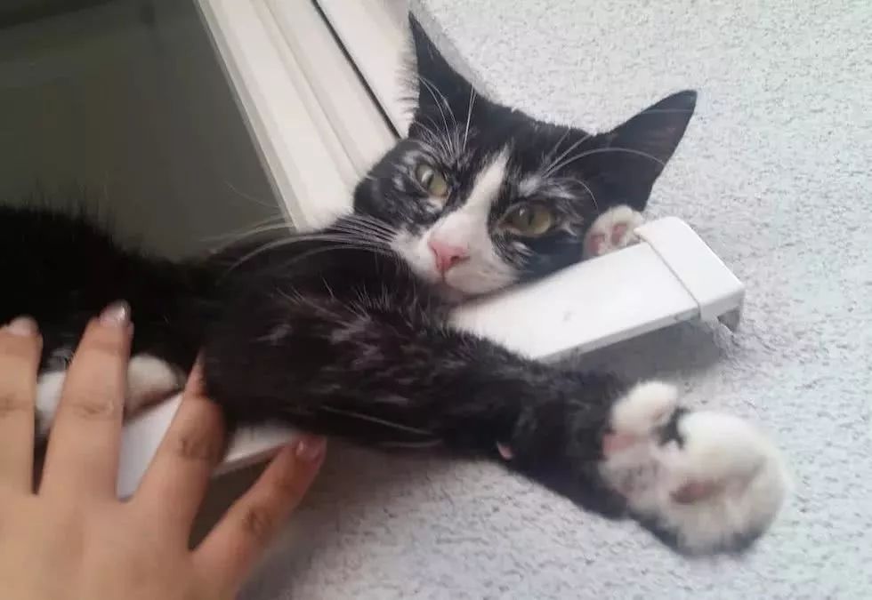 猫咪10种常见病图片,猫咪得了怪病咳嗽不止