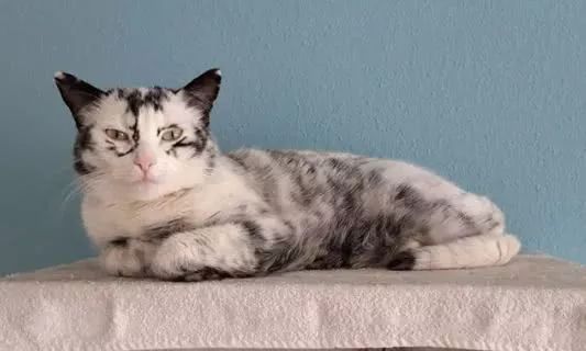 猫咪10种常见病图片,猫咪得了怪病咳嗽不止