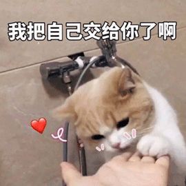 猫咪10种常见病图片,猫咪得了怪病咳嗽不止