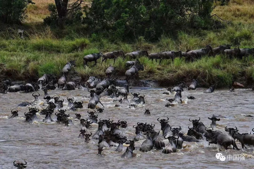 探索非洲动物世界|非洲—坦桑尼亚