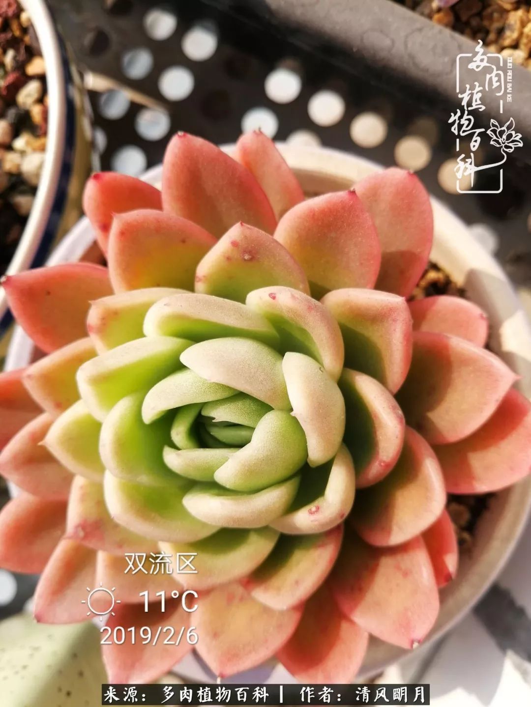 养多肉入坑感言,养多肉坑深似海