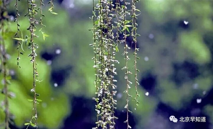 北京过敏鼻炎,北京治疗过敏鼻炎的医院