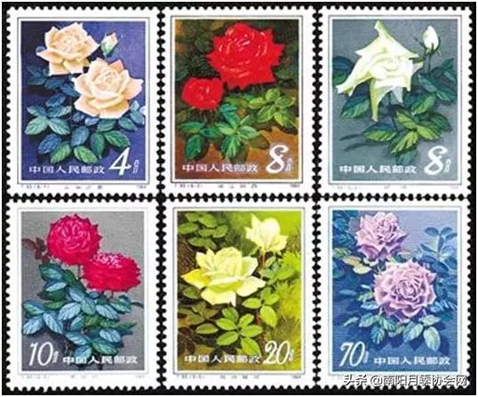 大美南阳月季盛开,南阳月季之乡标志图片