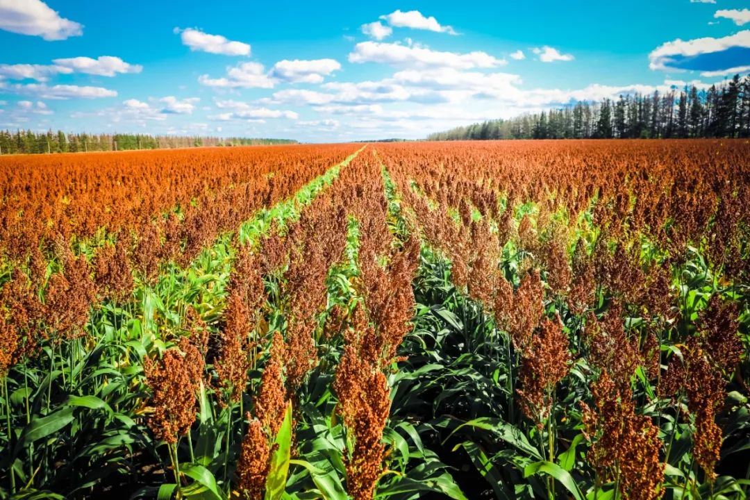 红豆高粱米的做法大全,高粱米薏米做粥的好方法