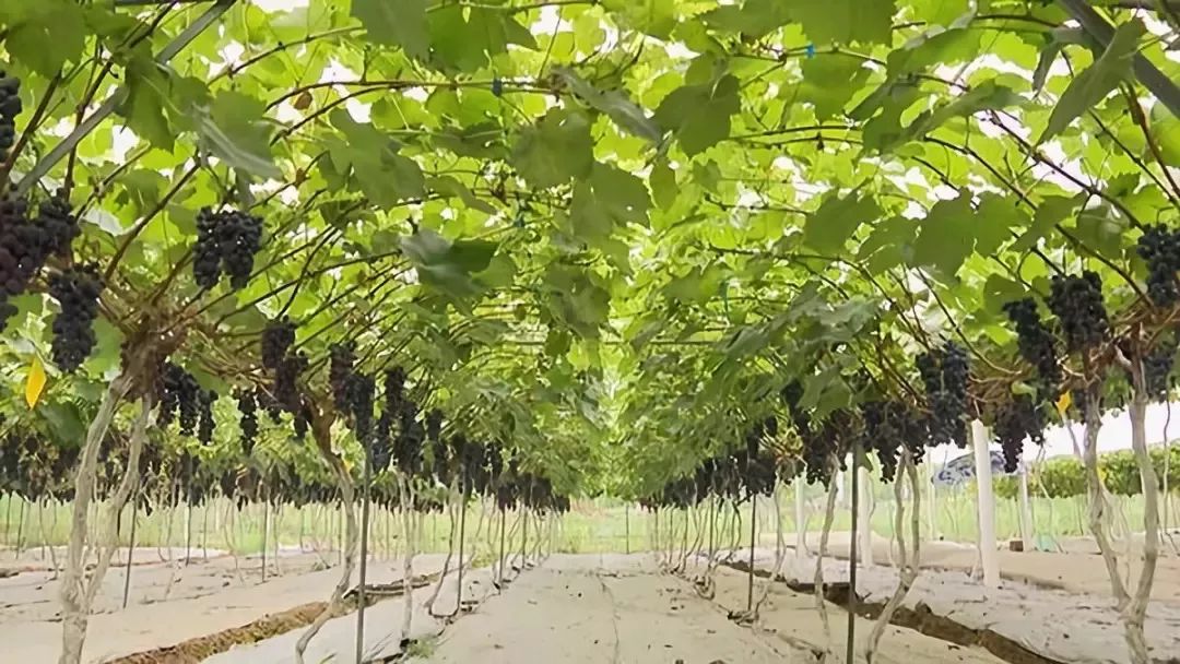 成都天府新区永安生物科技产业园,双流永安生物城二期