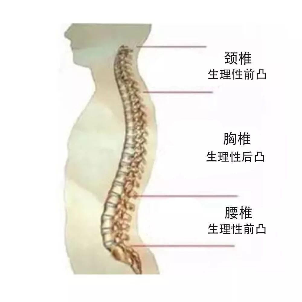 什么床垫对护腰最好用最舒服测评,适合保护腰的硬床垫