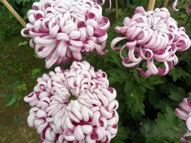 世界最美菊花图整整80种太珍贵了,世界上最美的菊花叫什么名字