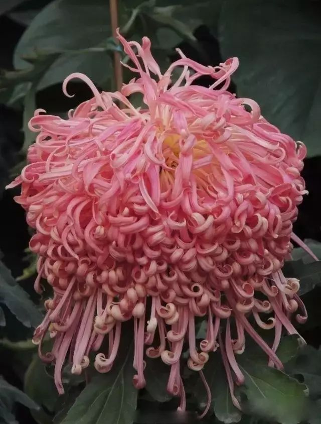 世界最美菊花图整整80种太珍贵了,世界上最美的菊花叫什么名字