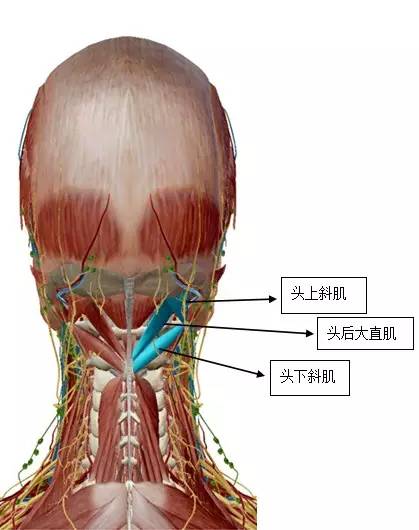 「临床干货」值得熟记，解剖基础知识点合集