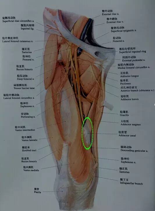 「临床干货」值得熟记，解剖基础知识点合集