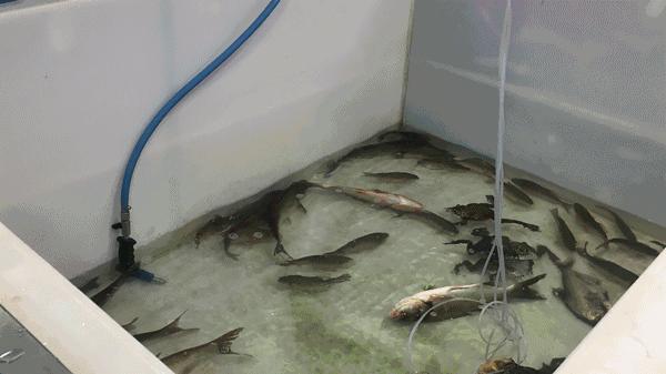 我们采访了32个人，发现盒马用户最好（hào）吃，你猜哪个生鲜用户必备双开门冰箱？