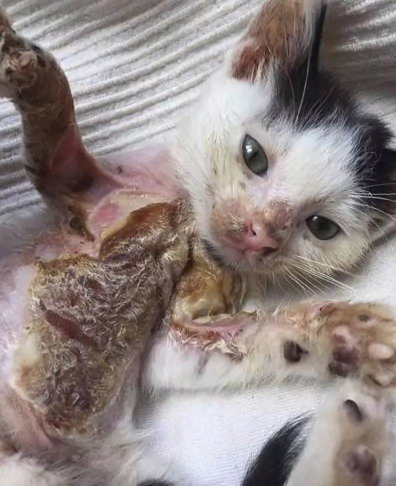 小猫皮肤溃烂被遗弃，新主人不顾病危通知，坚持治疗换来新生！