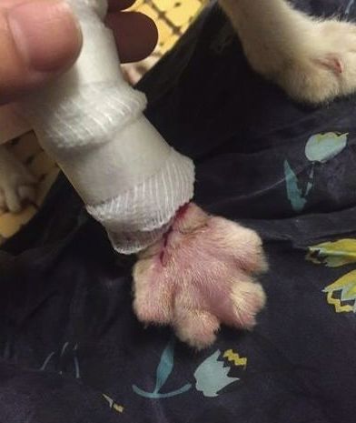 小猫皮肤溃烂被遗弃，新主人不顾病危通知，坚持治疗换来新生！