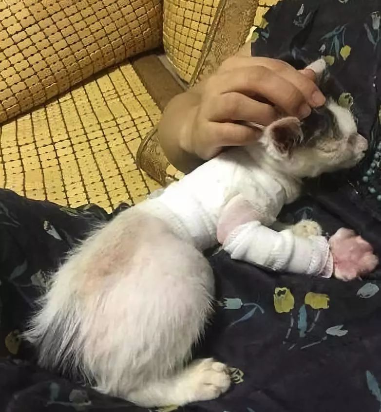 小猫皮肤溃烂被遗弃，新主人不顾病危通知，坚持治疗换来新生！
