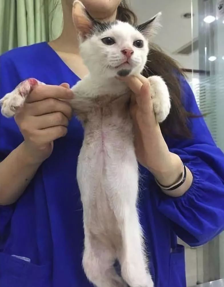 小猫皮肤溃烂被遗弃，新主人不顾病危通知，坚持治疗换来新生！