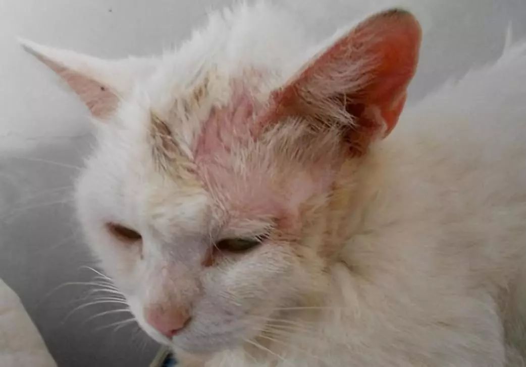 小猫皮肤溃烂被遗弃，新主人不顾病危通知，坚持治疗换来新生！