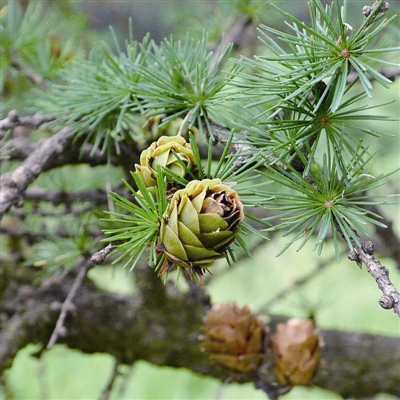 华北落叶松简介,华北落叶松介绍