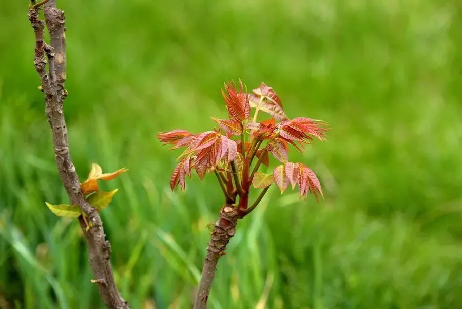 【乐活】春日新宠：百花熬作粥，喜提蔬菜界爱马仕