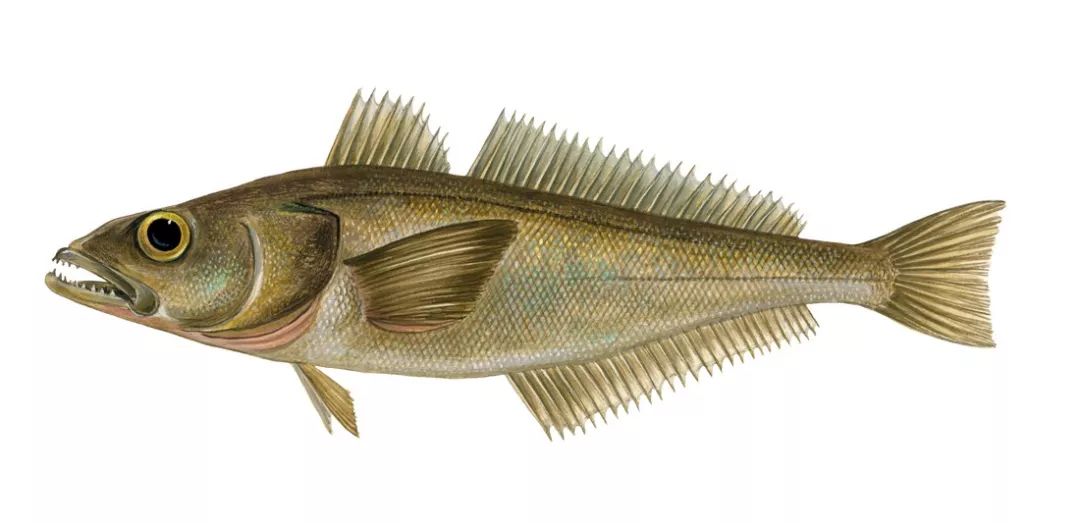 吃货福利原来食物还能吃,吃货福利这些美食你都吃过吗