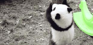 熊猫萌,熊猫萌啦