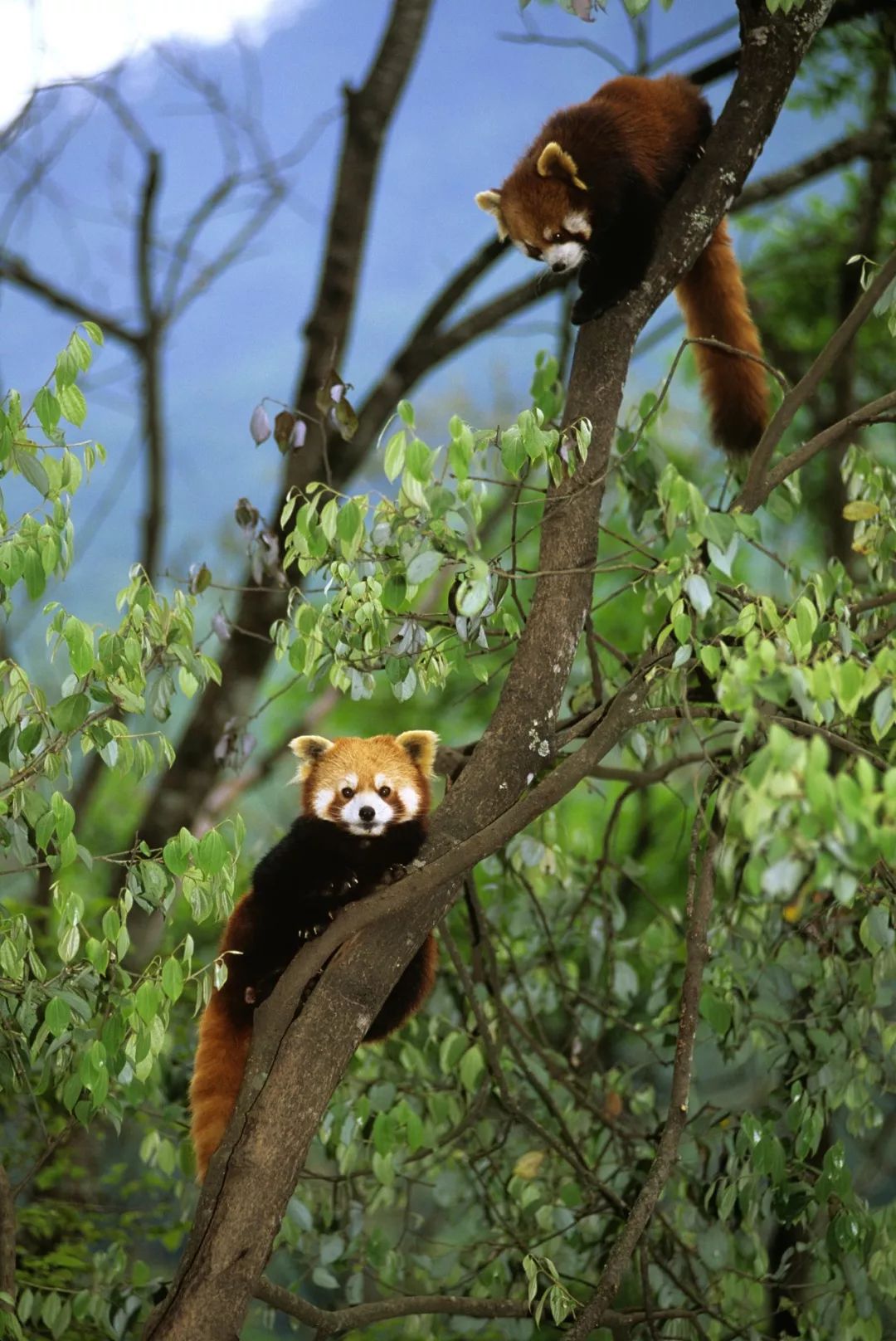 熊猫萌,熊猫萌啦