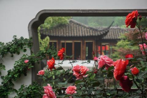 杭州郭庄月季展现,月季之城廊坊