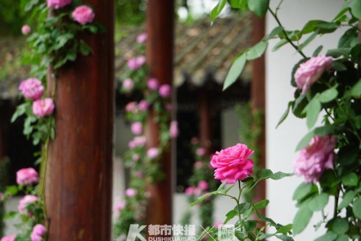 杭州郭庄月季展现,月季之城廊坊
