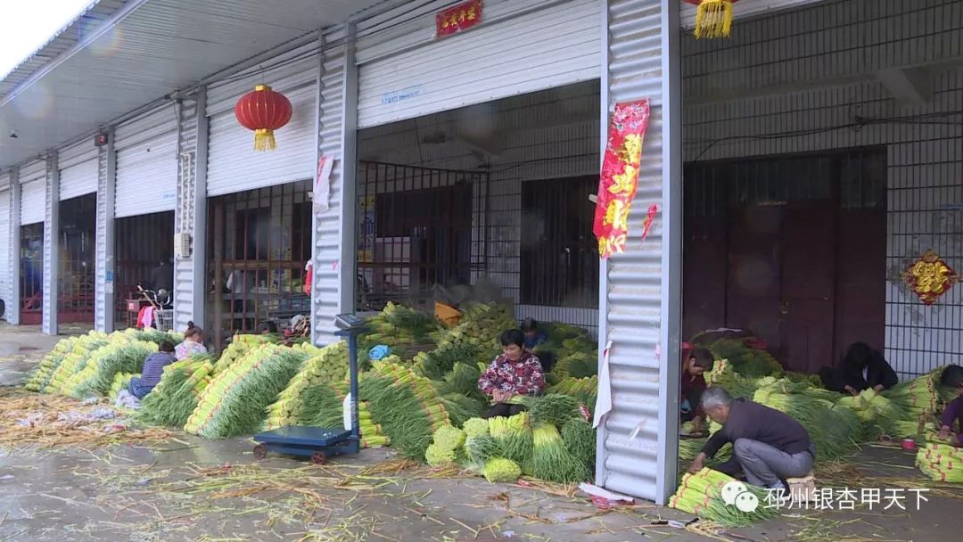 宿羊山10万亩蒜苔迎来采摘季，今年价格翻了好几番！