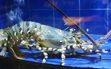 大连最新管控时间,大连最新重要通告