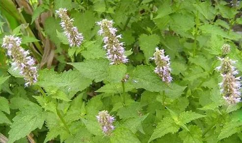 秋冬泡脚加点它,天冷了用这种方法泡脚更有利健康