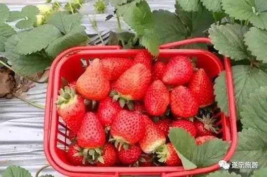 观赏川剧,采摘桑葚和观看马戏表演