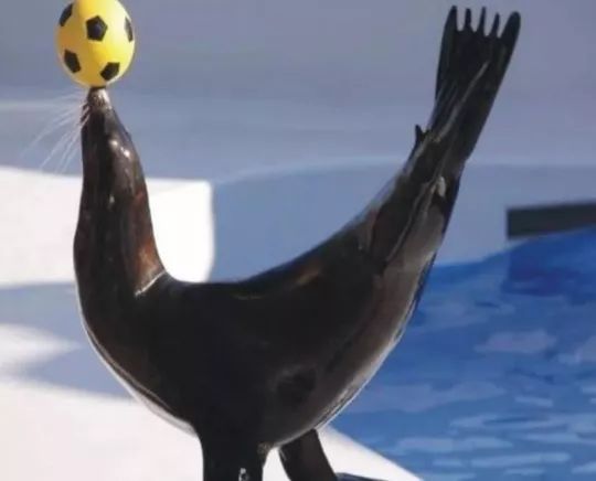 观赏川剧,采摘桑葚和观看马戏表演