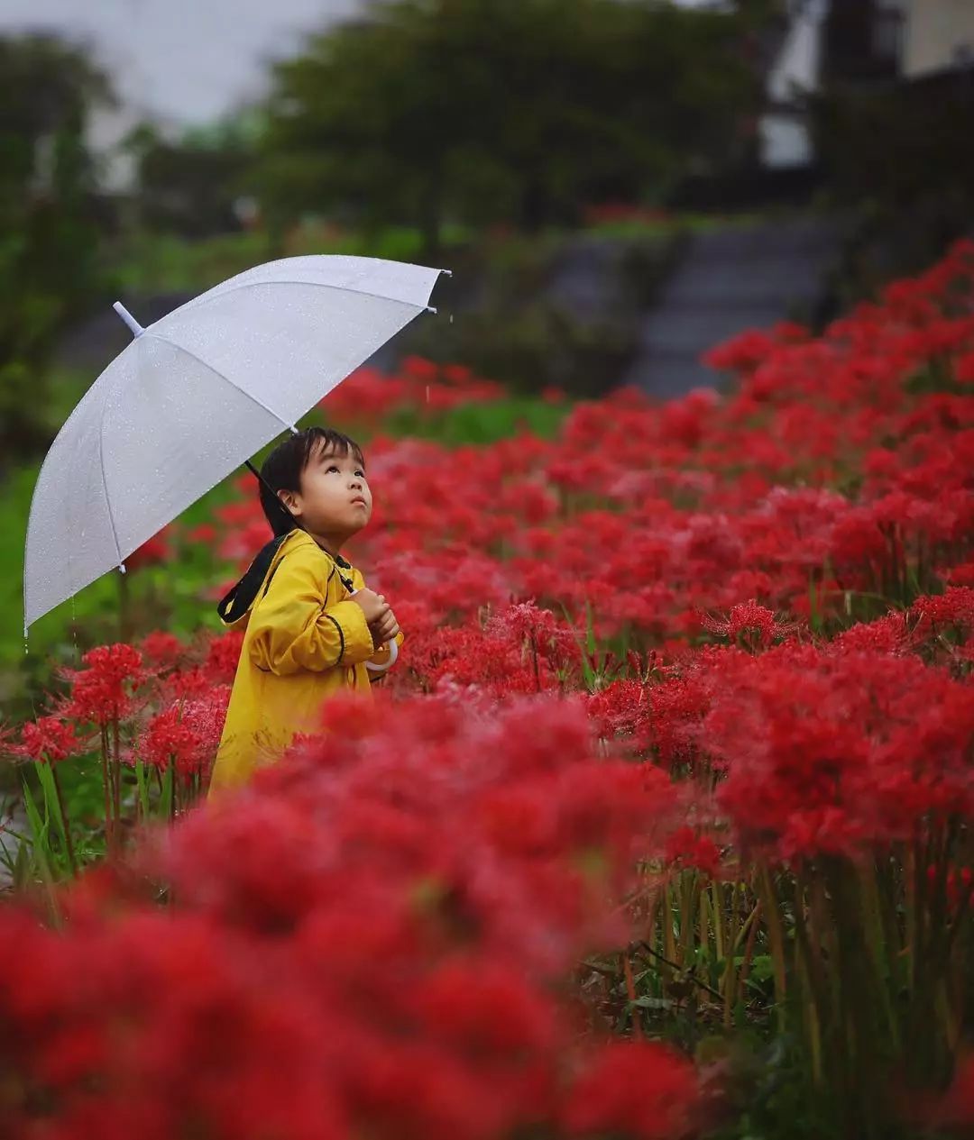 日本爸爸把男孩子拍出宫崎骏 (日本老爸把女儿拍到宫崎骏)
