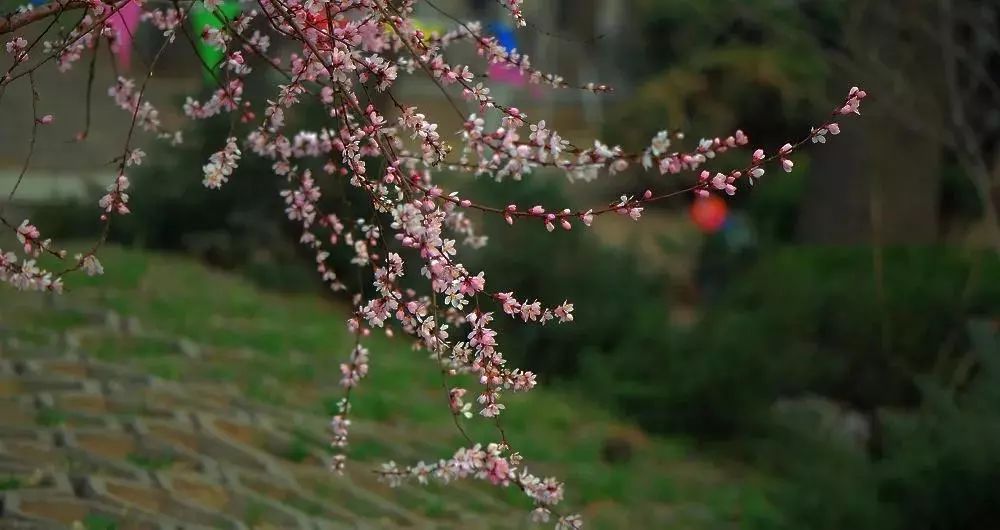 城事丨天津竟然有这么多免费公园可逛，趁假期最后一天赶紧去逛逛吧！