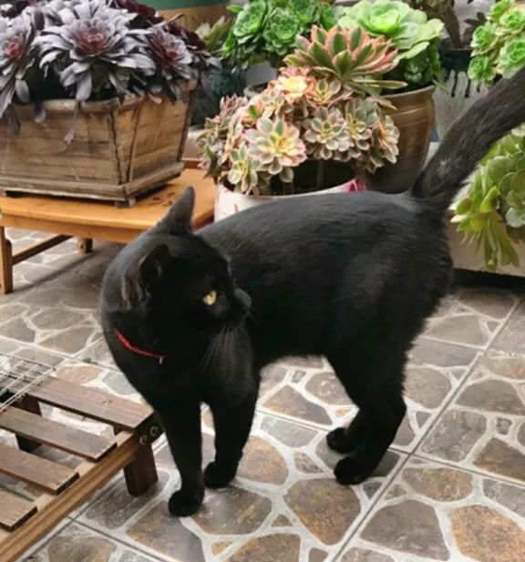 闲聊多肉大军四川“兵团”川南支队养肉记！