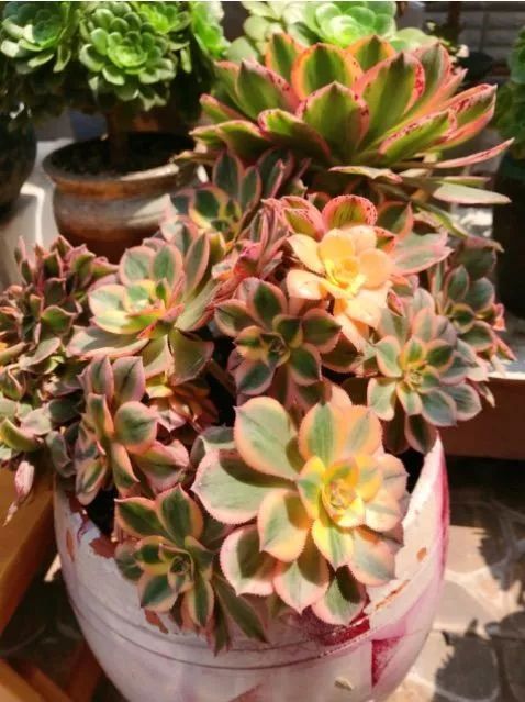 闲聊多肉大军四川“兵团”川南支队养肉记！