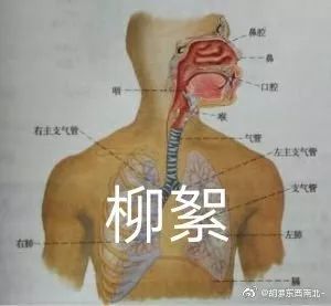 最近过半中国人都在噗噗噗呸呸，一开门，心里飘过一万头羊驼…
