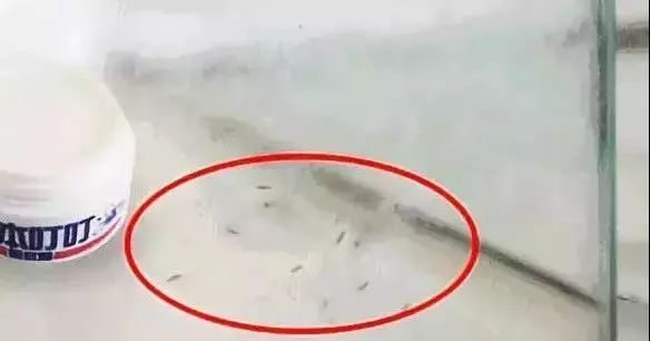 日本驱蚊好物,夏天灭蚊必备好物