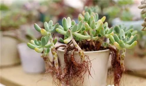 多肉老桩怎么才能更好看,紫珍珠多肉老桩可以用全颗粒土吗