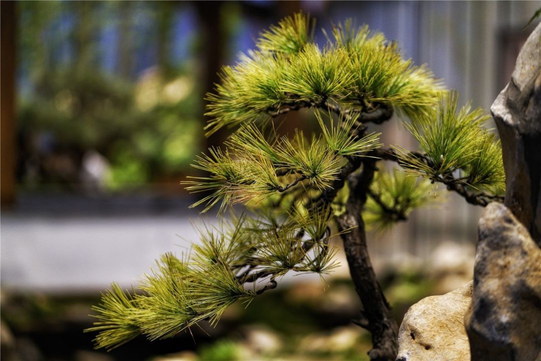 上海最高楼云端上的风景,在上海最高的楼俯瞰风景