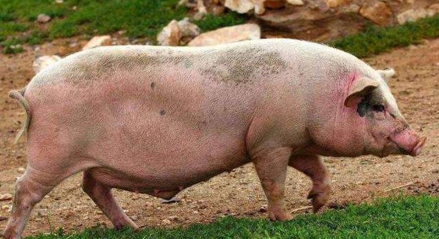 母猪屡配不孕的原因及处理措施