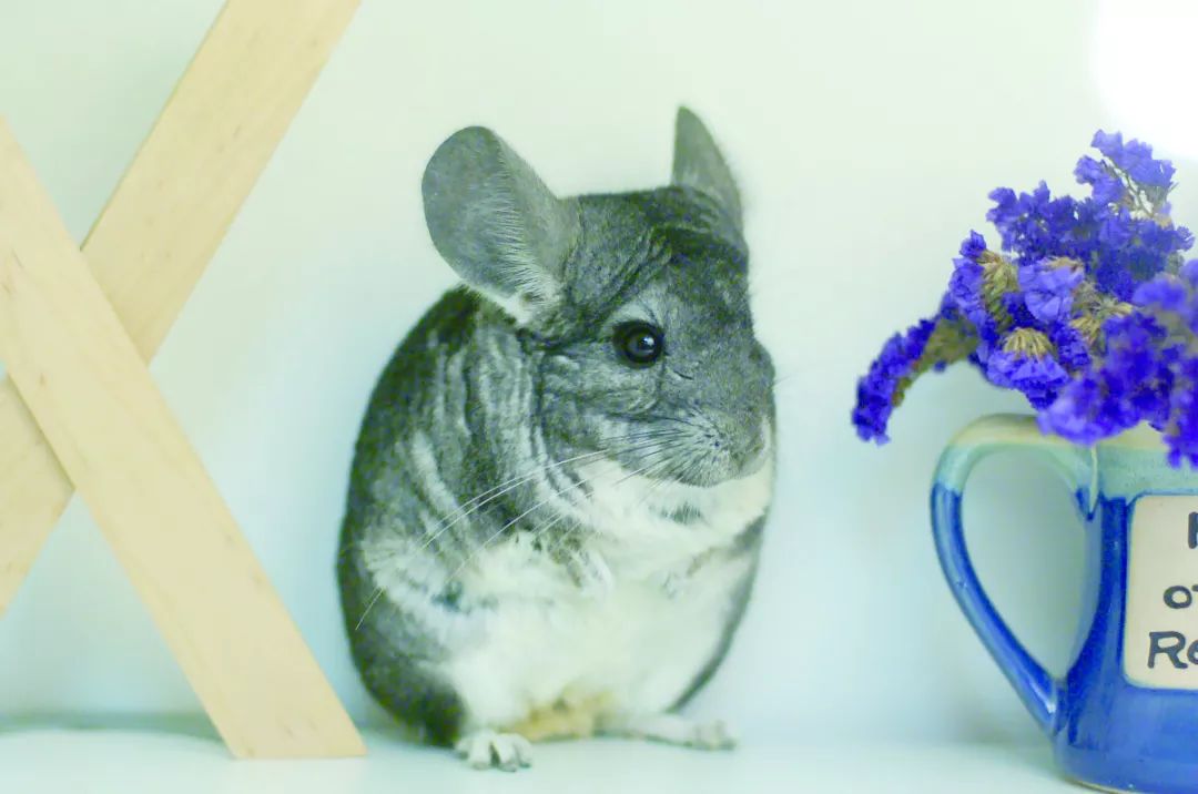 龙猫夏季窝,龙猫防暑窝