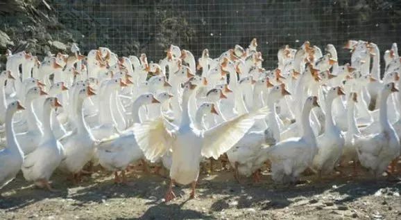大棚养鹅成本利润,养鹅投资与利润分析