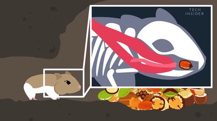 仓鼠的嘴巴是怎么塞下那么多食物,怎么看仓鼠嘴巴是不是藏食物了