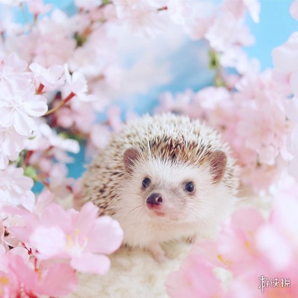 喵汪见我黯然失色萌萌哒的小刺猬Monaka走红网络