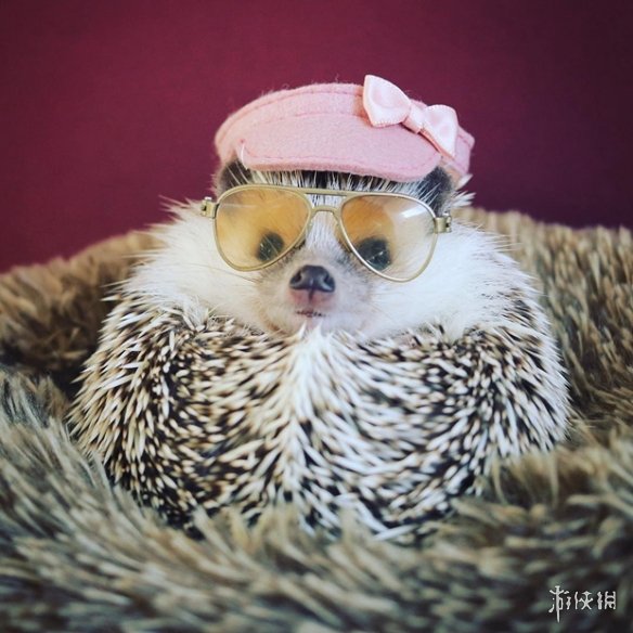 喵汪见我黯然失色萌萌哒的小刺猬Monaka走红网络