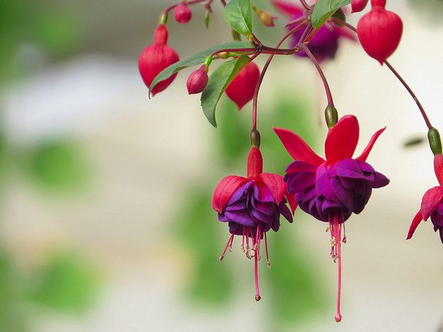 天太热怎么给花降温,天太热给花花草草浇水