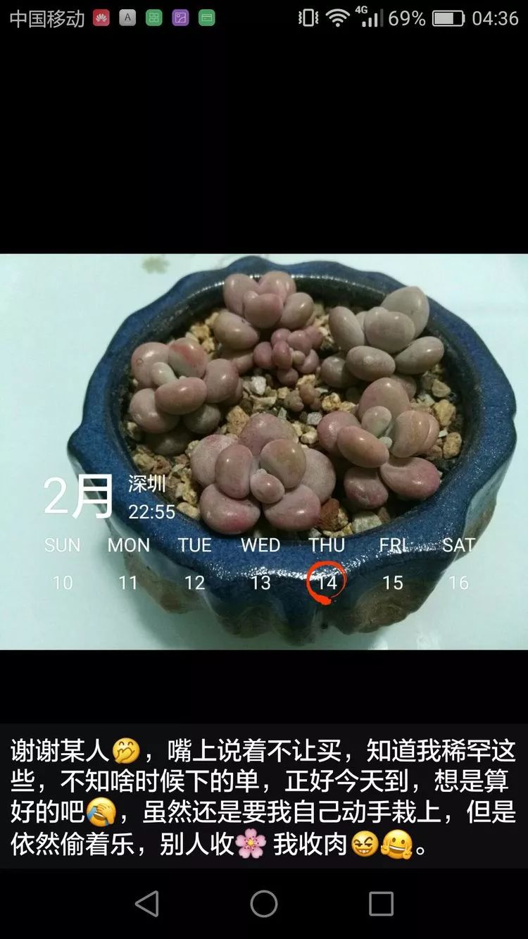 养多肉一个人就可以玩到天荒地老,养多肉的幸福其实很简单